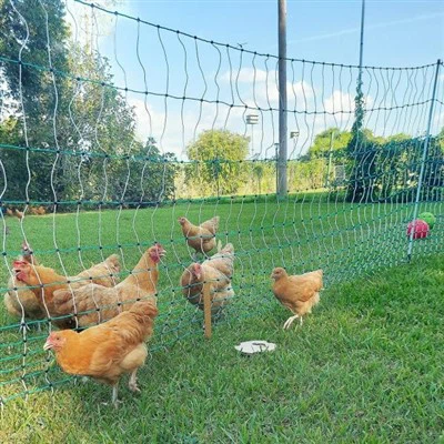 Pulwelli klaaskiust linnuaia postid: kindlustage oma kari vastupidava, madala-hooldustaraga